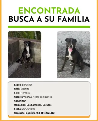 Perro perdido