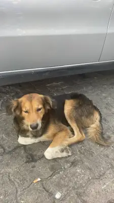 Perro perdido