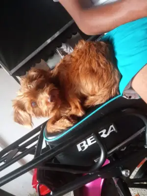 Teddy