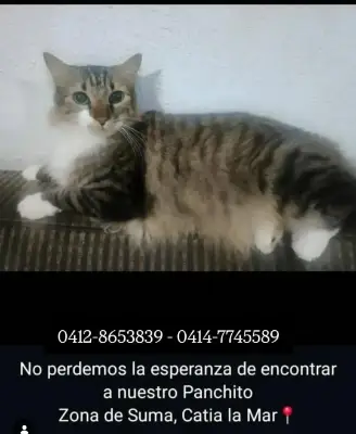 Panchito