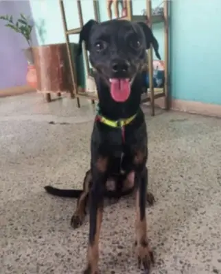 Perro perdido