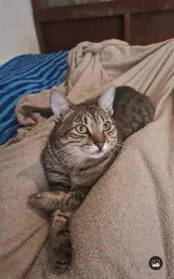 Lilo