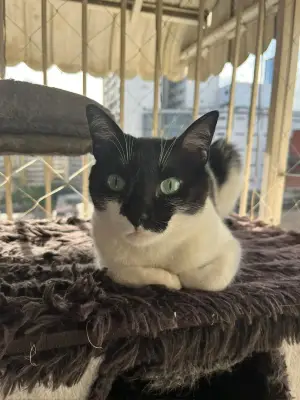 Napoleón