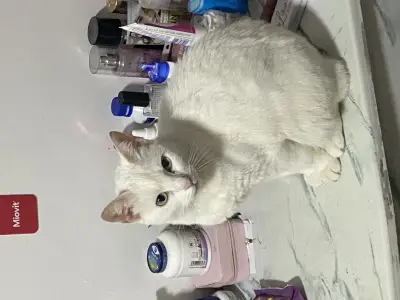 misu