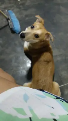 Nala Fernanda