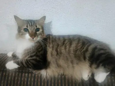 Pancho
