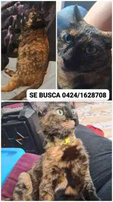 Nucita