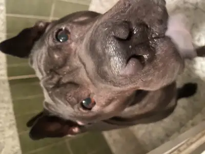 Drako