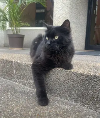 Pantera