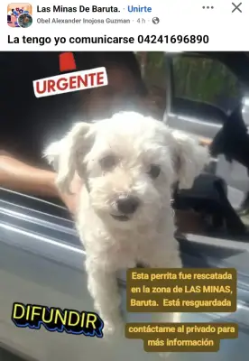 Perro perdido