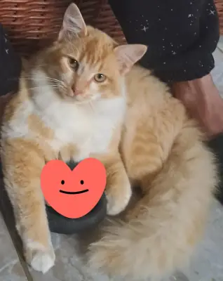 Simbad