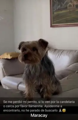 Perro perdido