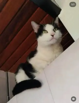 Gato perdido — foto 3