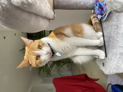 Cora