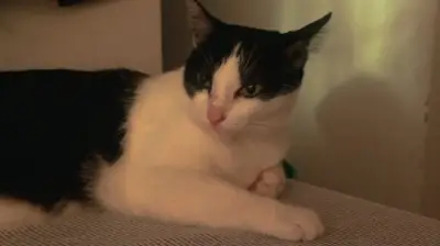 misu