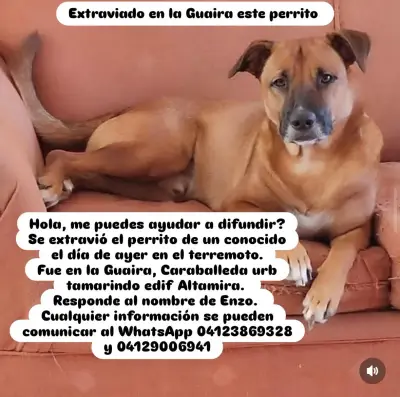 Enzo