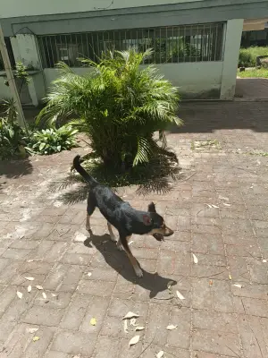 Perro perdido