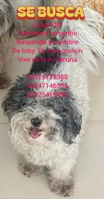 Toby