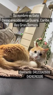 Gato