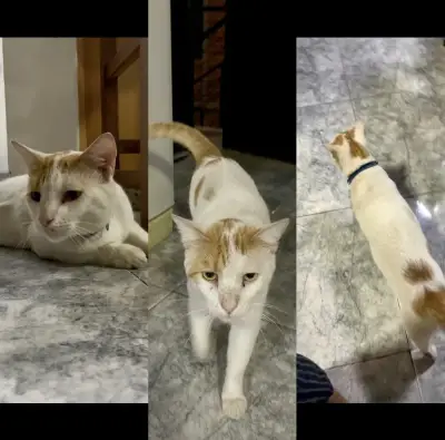 Catire