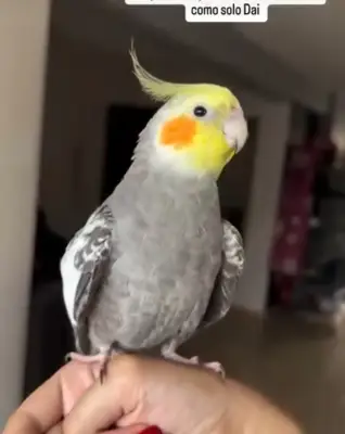 Dai