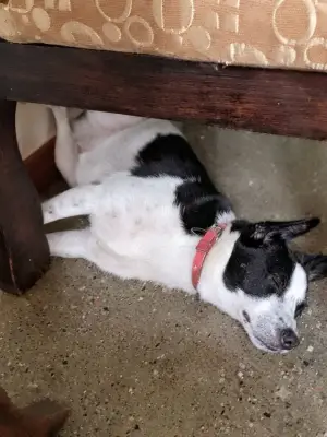 Doggy