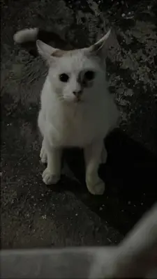 Gatito blanco, con una manchita en el ojo derecho. Responde al nombre de Luffy