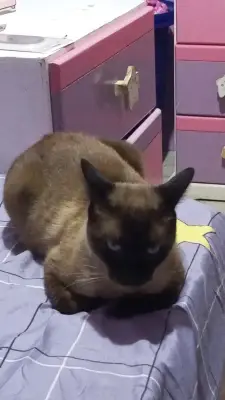 Choto