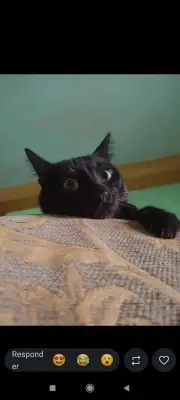 Negrito