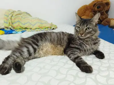 Maxy