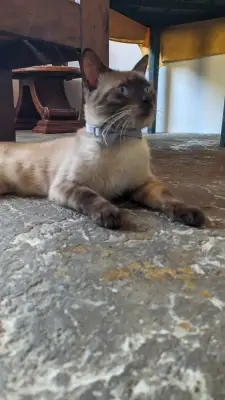 Oreo