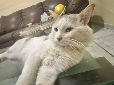Deivi