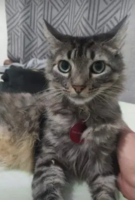 Maxy