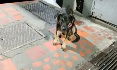 Perro perdido