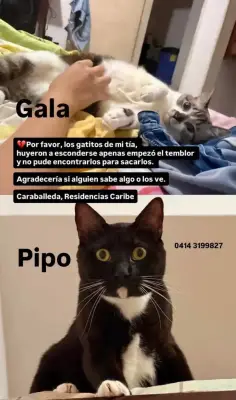 Gala y Pipo