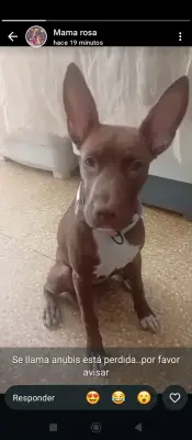 Anubis