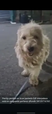 Perro perdido