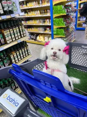 Perro perdido