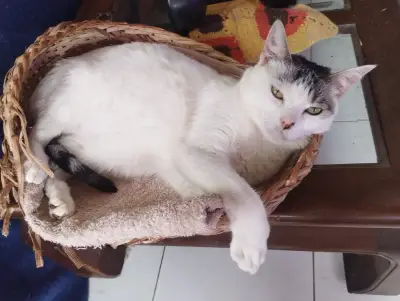 Lunita