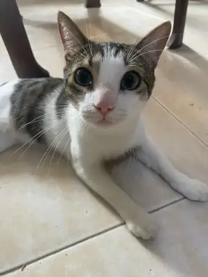 Nilo