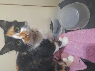 Princesa