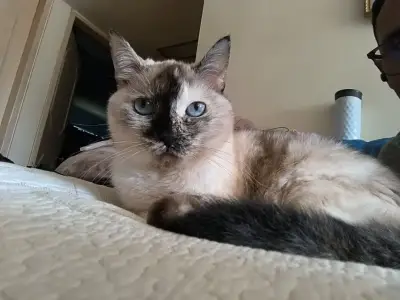 Katty