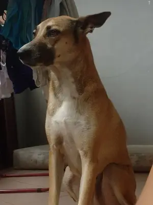 Kira