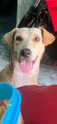 Laika