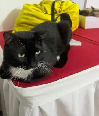 Oreo