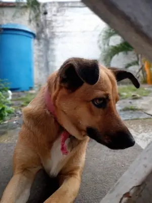 Canela — foto 5