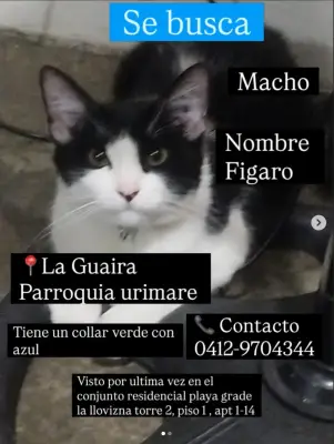 Figaro