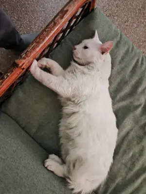 Copito — foto 4