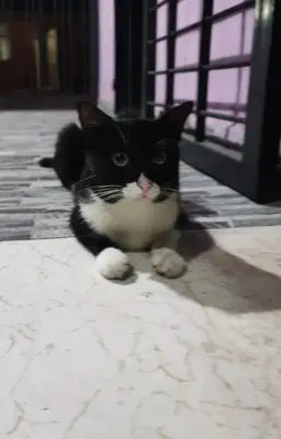 Domino
