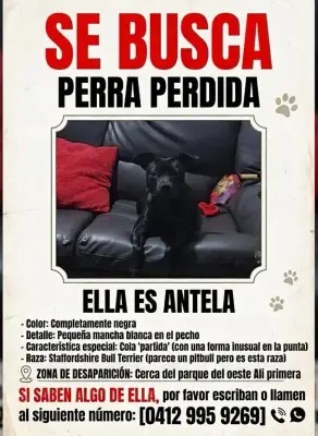 Gato perdido